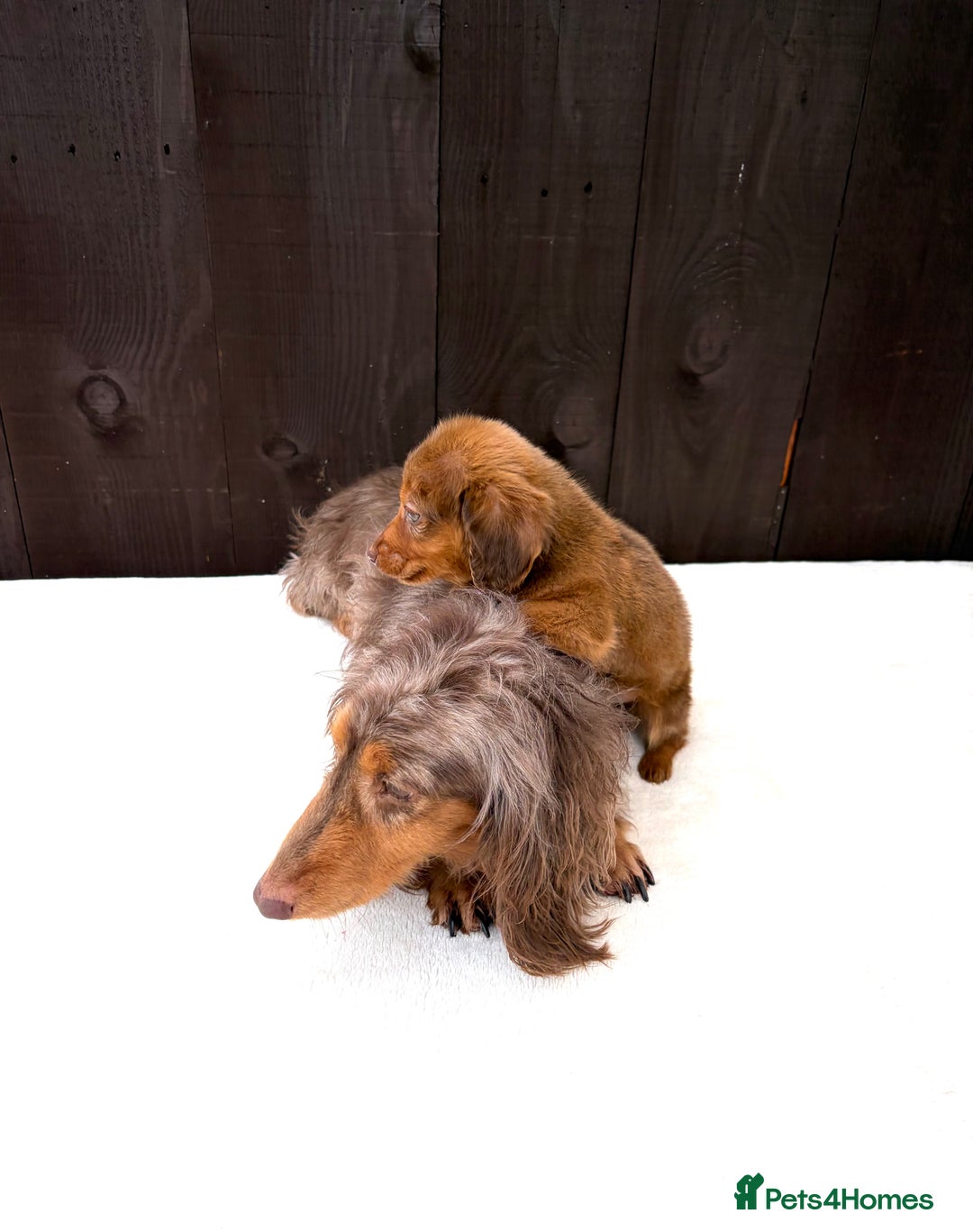 Miniature Dachshund dogs for sale: Dachshund puppy only 1 Boy still available  - Advert 33