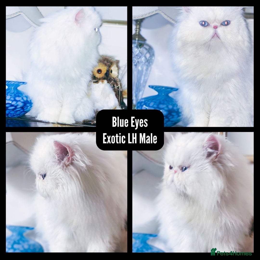 Exotic cats for sale: 4x Exotic Longhair CP Colourpoint White Blue Black - Advert 6