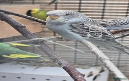 Budgerigars birds for sale: Budgies  - Image 12