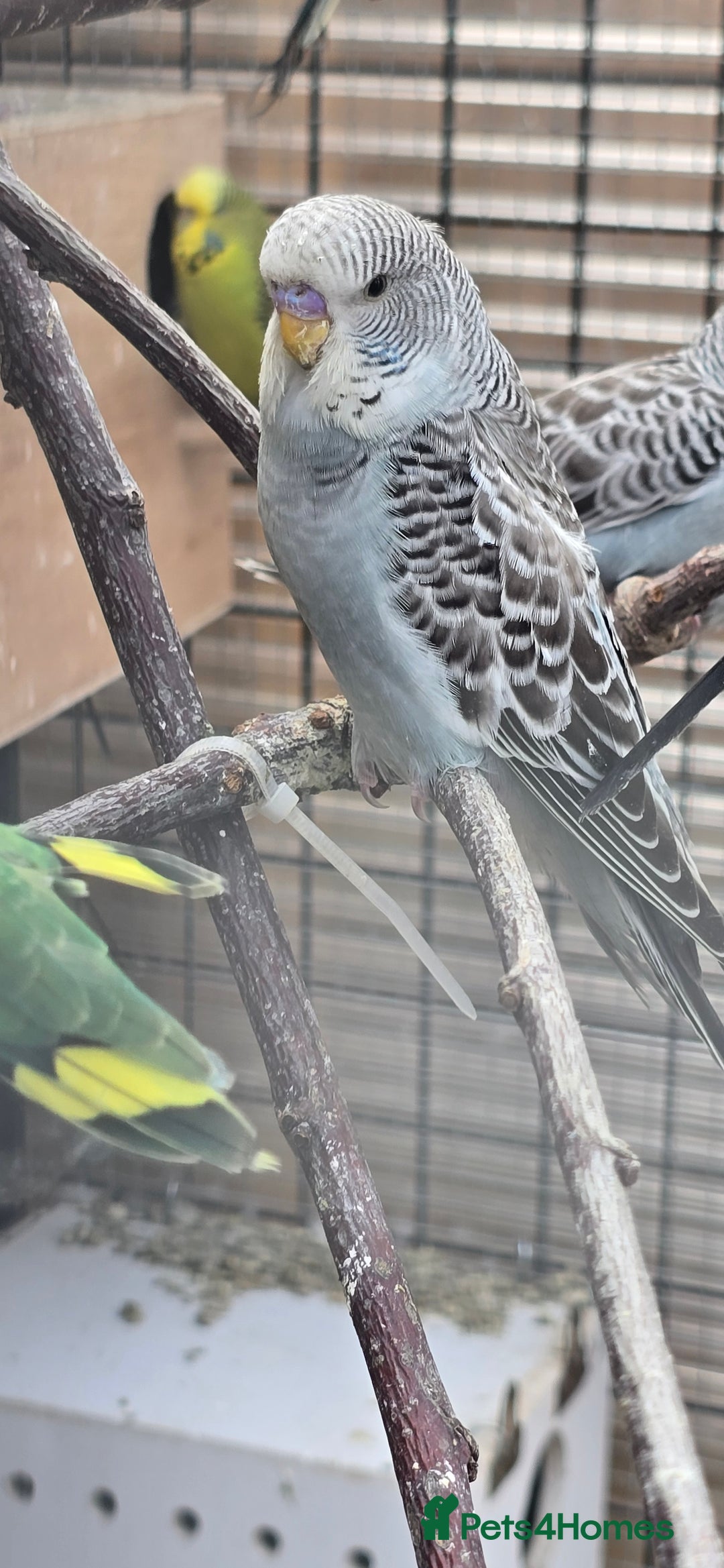 Budgerigars birds for sale: Budgies  - Image 12