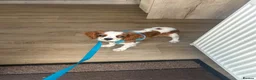Cavalier King Charles Spaniel dogs for sale: King Charles cavalier  in Newcastle upon Tyne - Advert 4