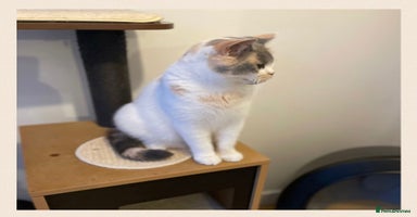 British Shorthair cats - Advert 6