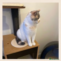 British Shorthair cats - Advert 6