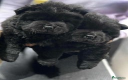 Chow Chow dogs for sale: BLACK GIRL CHOW CHOW - READY NOW!!! - Image 4
