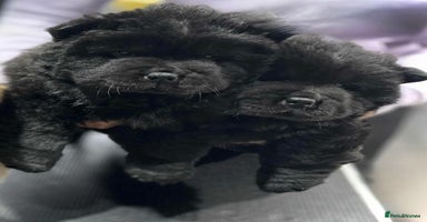 Chow Chow dogs - Advert 4