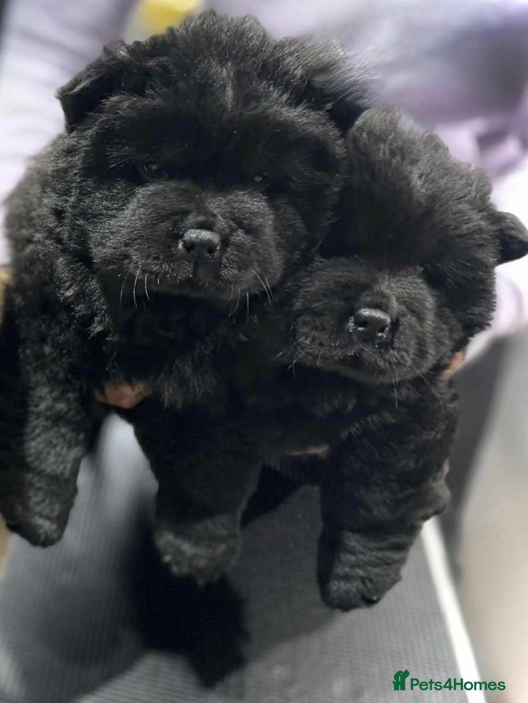 Chow Chow dogs for sale: BLACK GIRL CHOW CHOW - READY NOW!!! - Image 4