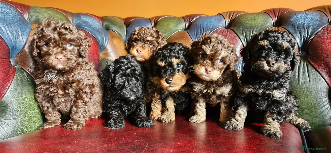 Cavapoo dogs for sale: Gorgeous f1bb Cavapoo pups. Health tested parents  - Advert 21