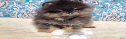Pomeranian dogs for sale: Luxury Pomeranian puppies for sale!!! - Advert 9