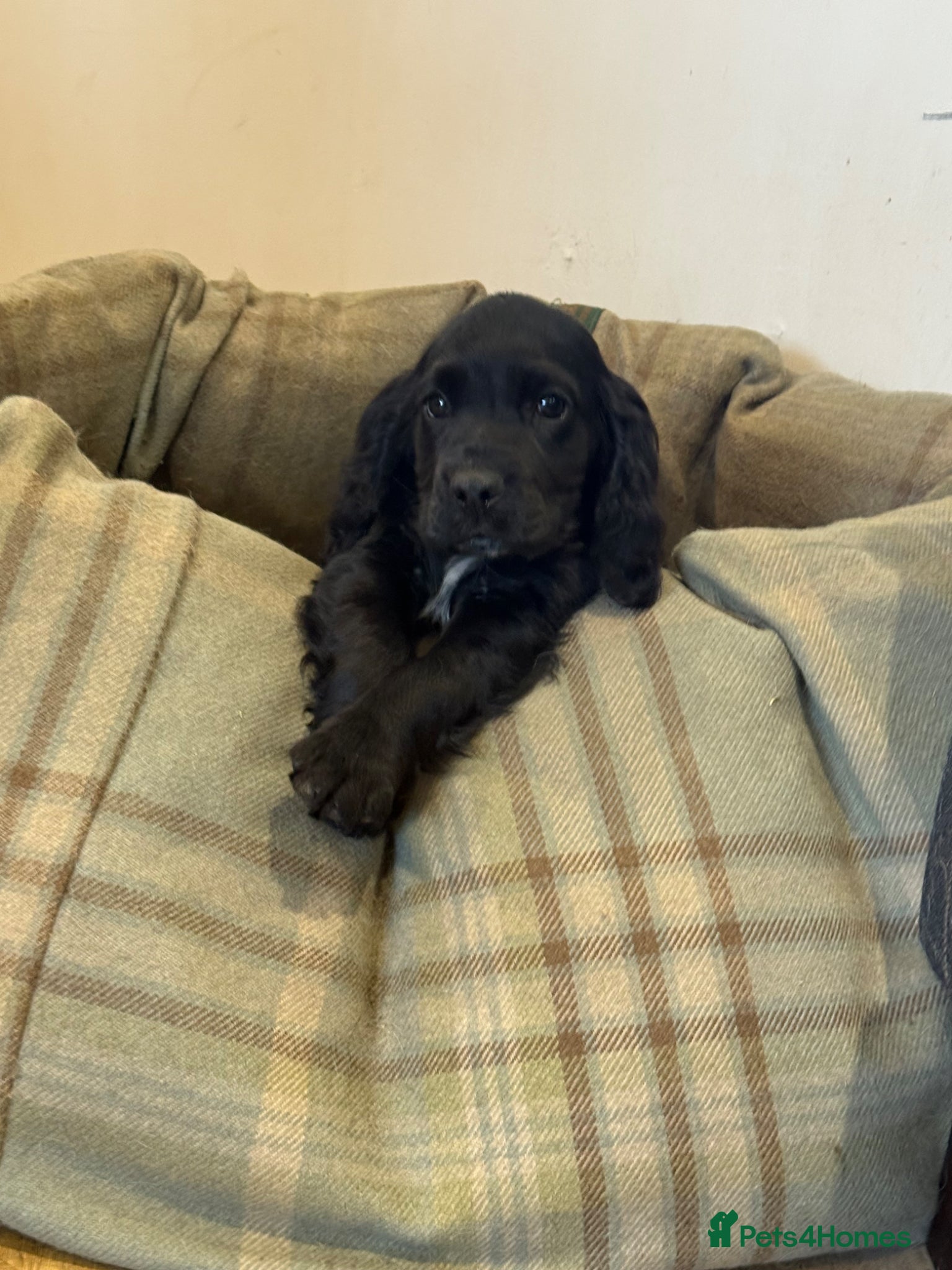 Cocker Spaniel dogs Ready Now! Cocker Spaniels  - Advert 14