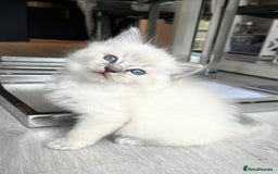 Ragdoll cats for sale: Lynx fluffballs  - Image 2