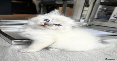 Ragdoll cats - Advert 8