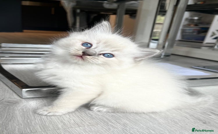 Ragdoll cats - Advert 9