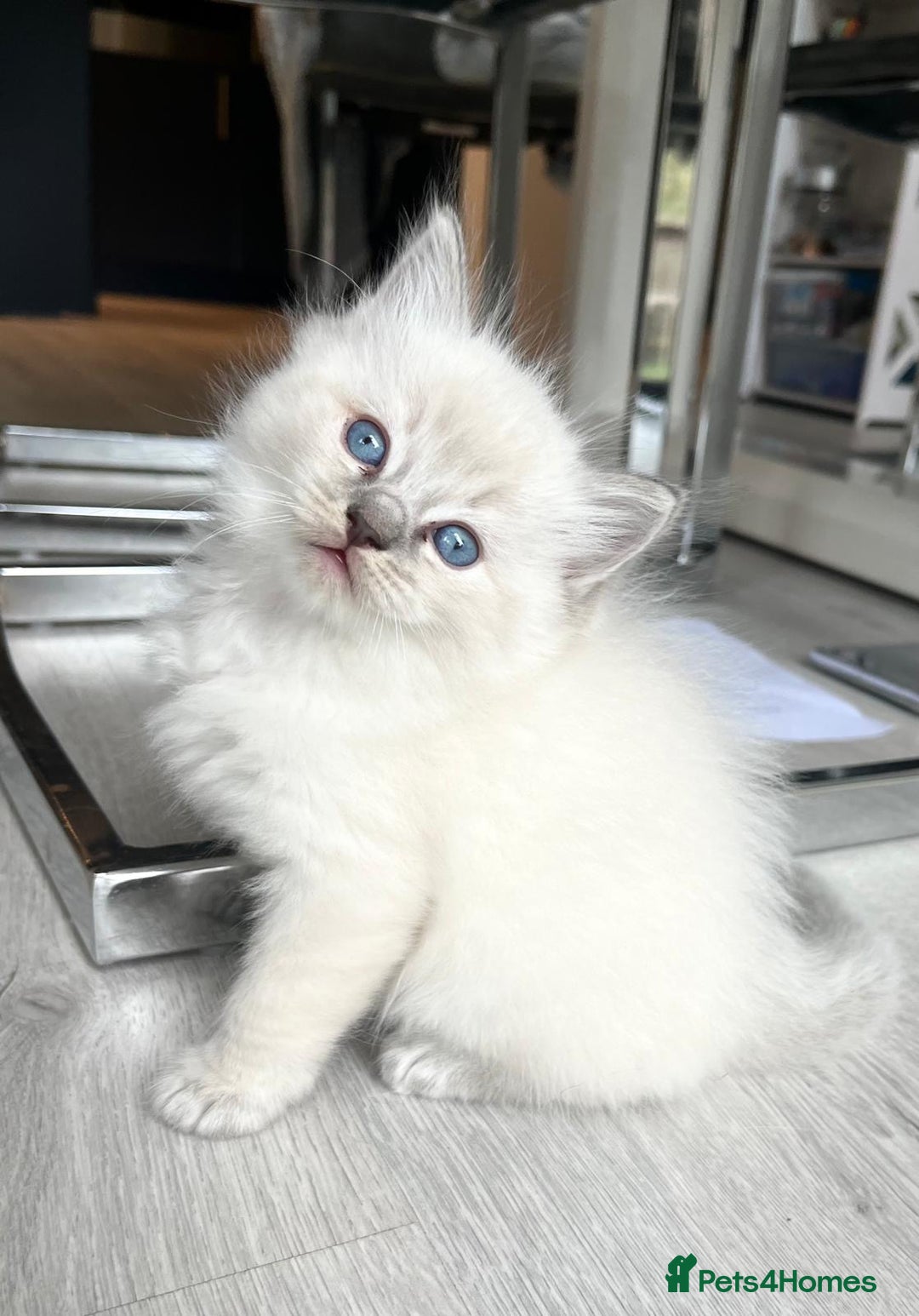 Ragdoll cats for sale: Lynx fluffballs  - Image 2