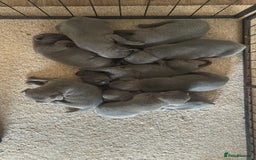 Staffordshire Bull Terrier dogs for sale: 9 Beautiful blue staff puppy’s !  - Image 10