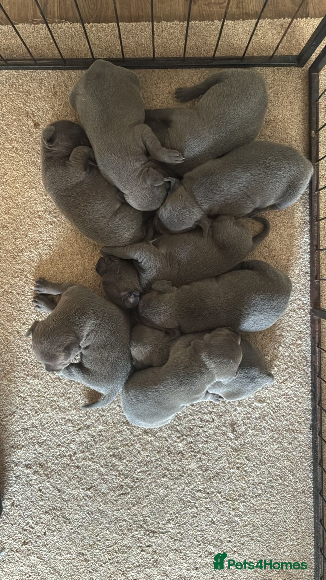 Staffordshire Bull Terrier dogs for sale: 9 Beautiful blue staff puppy’s !  - Image 10