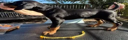 Dobermann dogs for sale: Stunning KC reg Doberman puppies  - Advert 15
