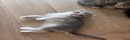 Scottish Fold cats for sale: 6 stunning scottish fold kittens  in Weybridge - Advert 7