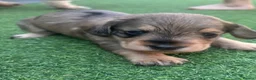 Mixed Breed dogs for sale: Beautiful miniature Schnoxie - Advert 8