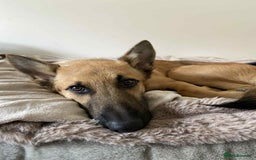 Mixed Breed dogs for adoption: Arnie is looking for the best home  - Image 2