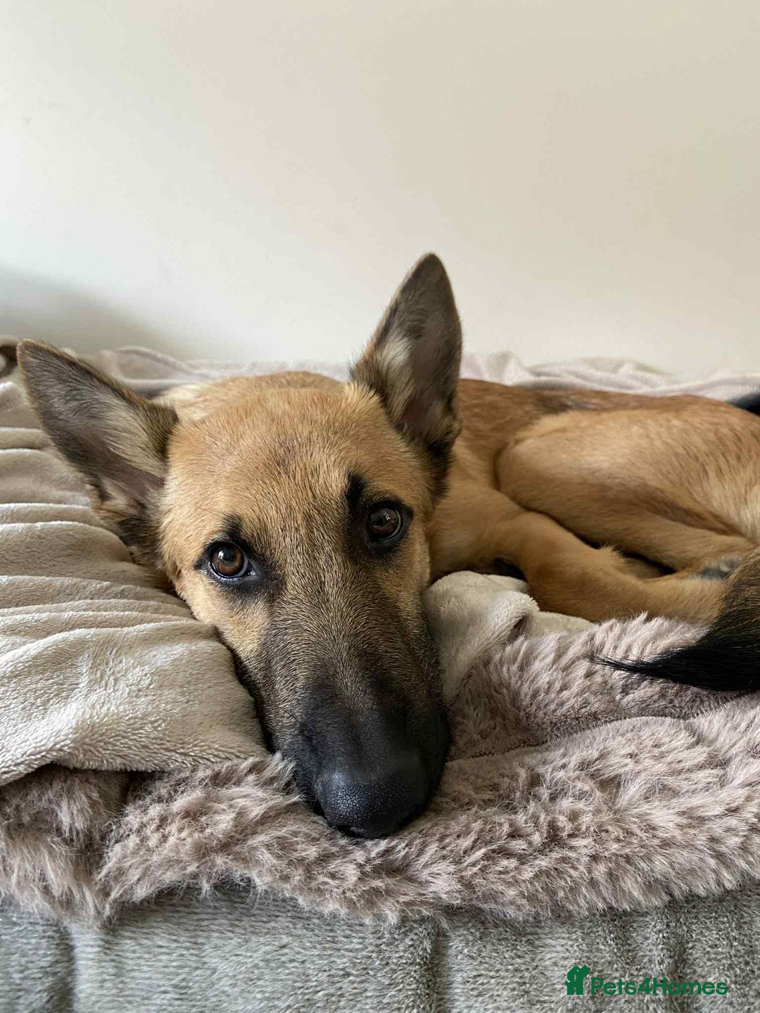 Mixed Breed dogs for adoption: Arnie is looking for the best home  - Image 2