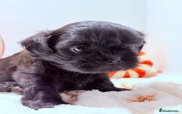 Shih Tzu dogs for sale: 3x Beautiful Pedigree Imperial Shih Tzu Girls - Advert 36