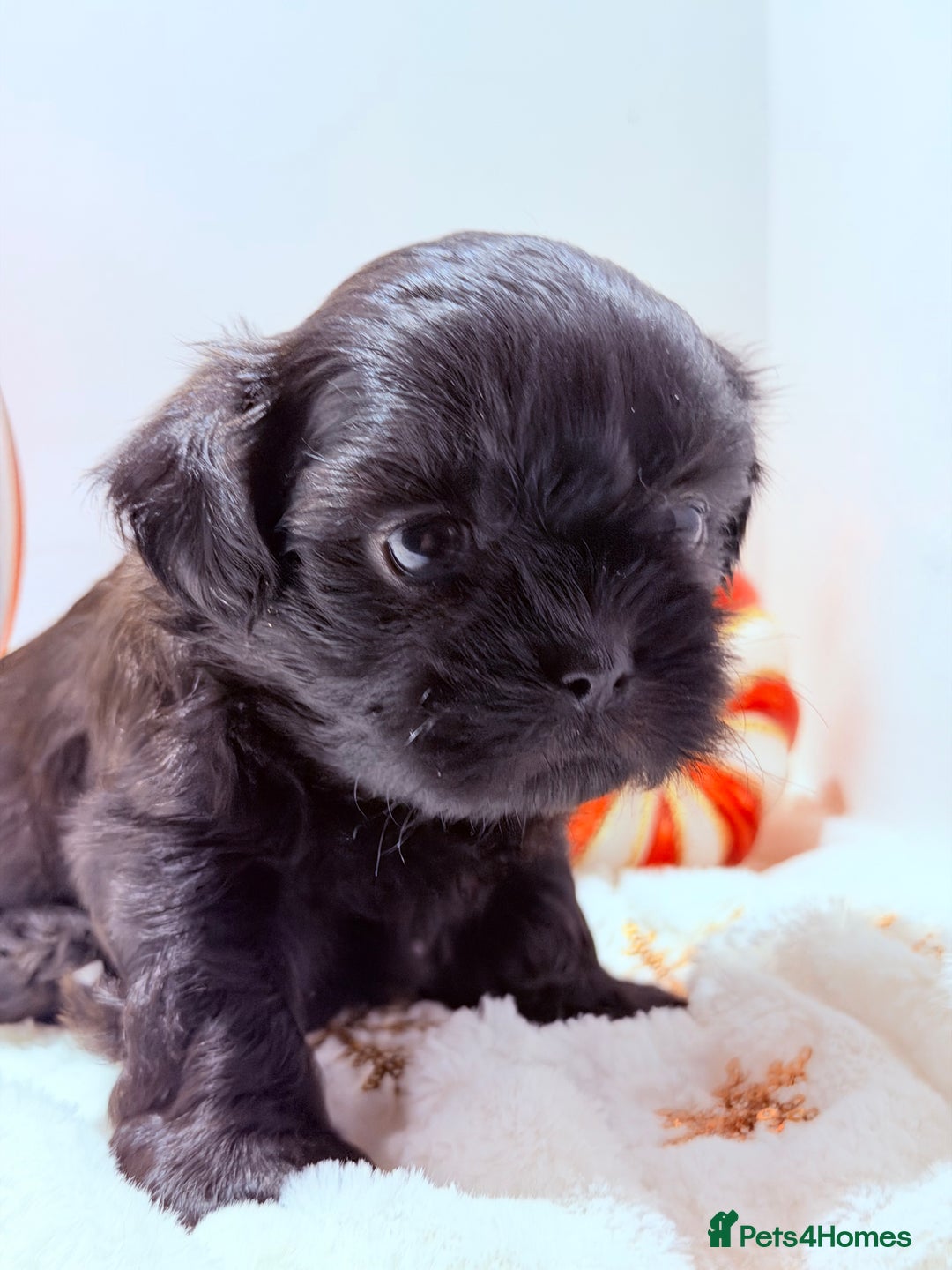 Shih Tzu dogs for sale: 3x Beautiful Pedigree Imperial Shih Tzu Girls - Advert 36