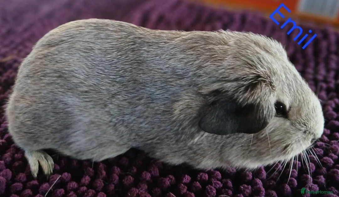 Guinea Pig rodents for sale: Rex and Funky boars and sows - Advert 21