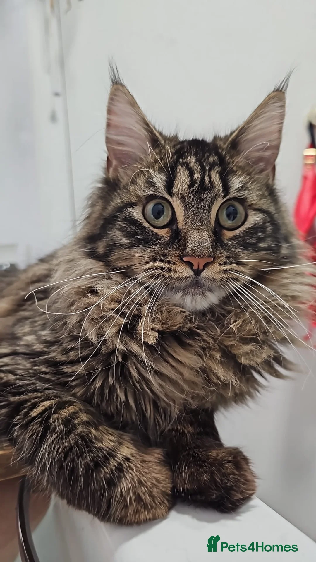 Maine Coon cats for sale: Maine Coon kittens  - Advert 9