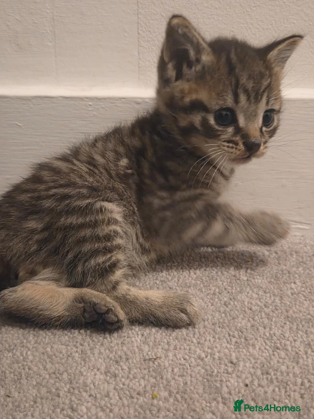 Bengal cats for sale: 3 beautiful bengal girls. - Advert 1