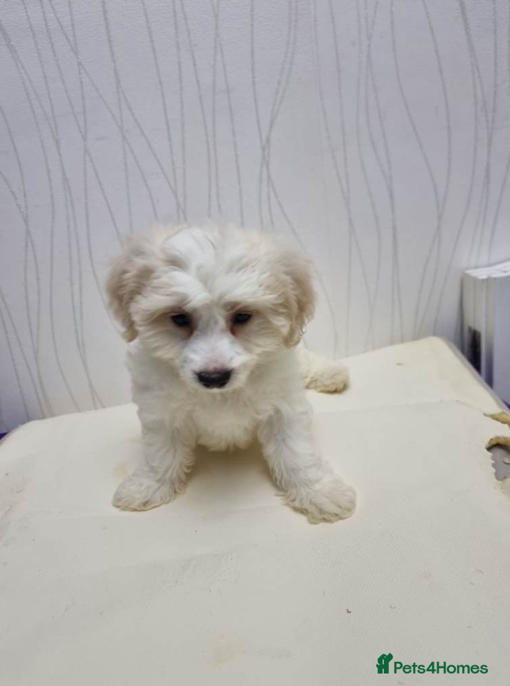 Maltipoo dogs Adorable Maltipoo Puppies Ready for Loving Homes  - Advert 10