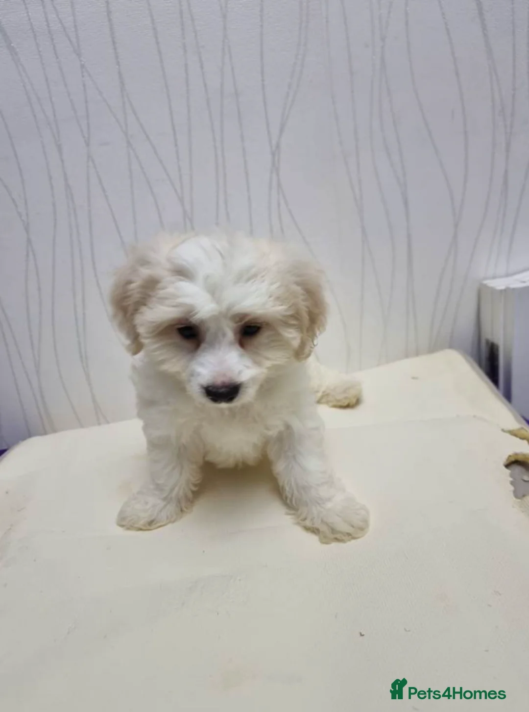 Maltipoo dogs for sale: Adorable Maltipoo Puppies Ready for Loving Homes  in Watford - Advert 1