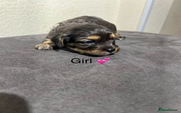 Cavapoo dogs for sale: Health tested cavapoos ready 8th december - Image 14