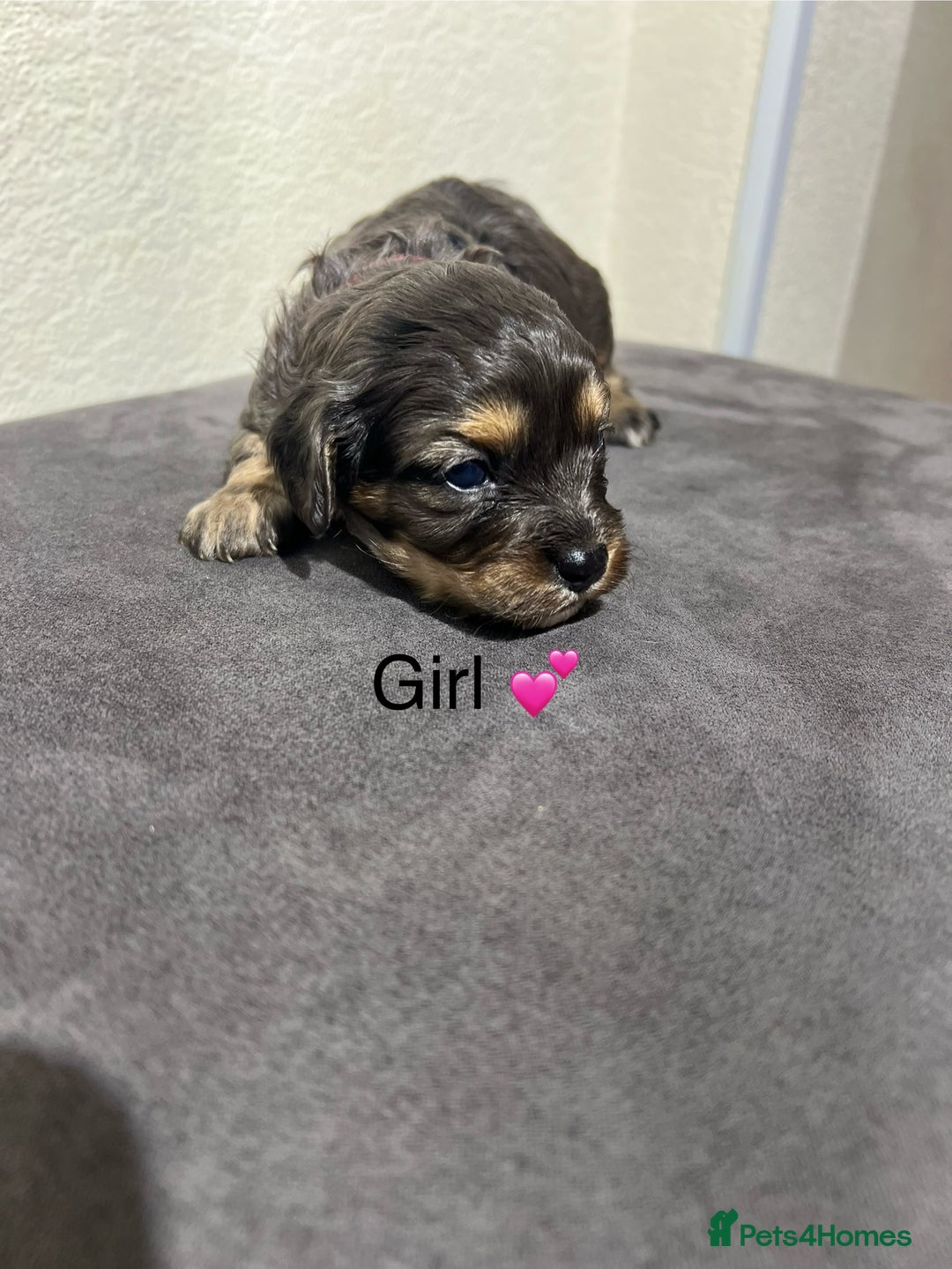 Cavapoo dogs for sale: Health tested cavapoos ready 8th december - Image 14