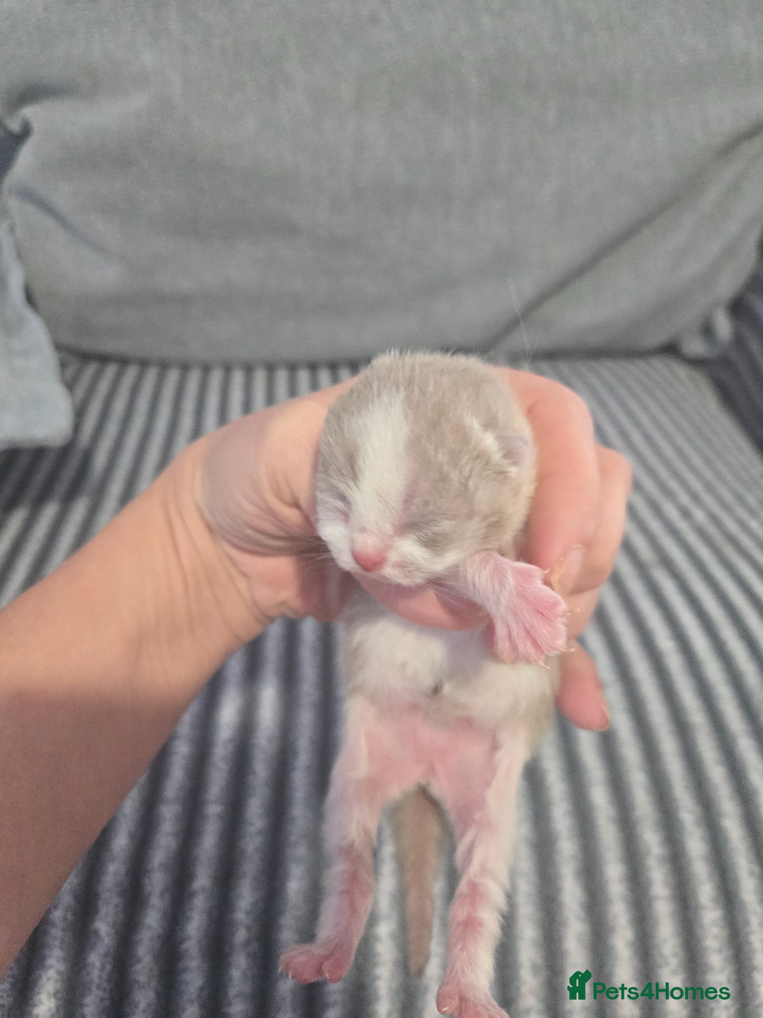 British Shorthair cats Full pedigree British shorthair kittens. - Advert 17