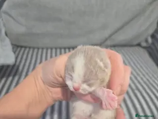 British Shorthair cats Full pedigree British shorthair kittens. - Advert 17