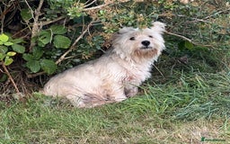 West Highland Terrier dogs for sale: Female Westie for rehoming. - Image 4