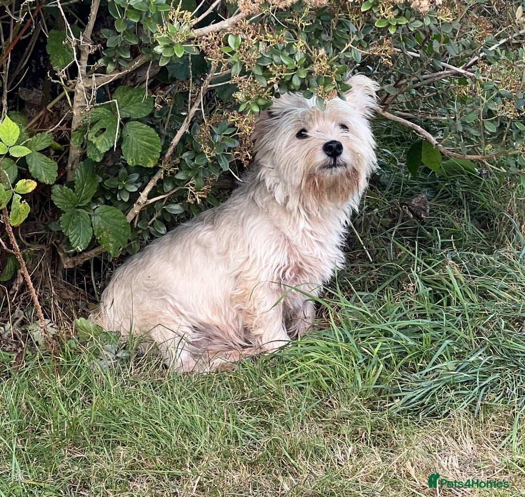 West Highland Terrier dogs for sale: Female Westie for rehoming. - Image 4