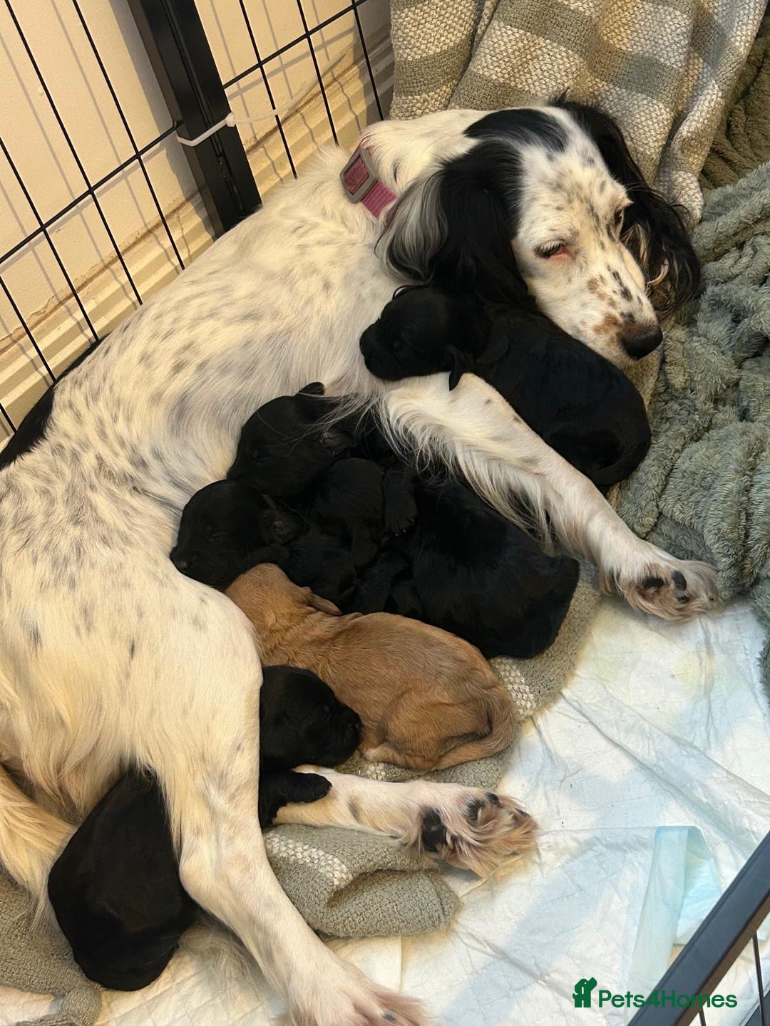 Cockapoo dogs for sale: Beautiful cockerpoos  - Advert 1