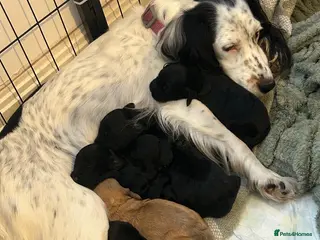 Cockapoo dogs Beautiful cockerpoos - Advert 18