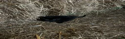 Mixed Breed cats for sale: Gorgeous farm kittens  in Ipswich - Advert 3