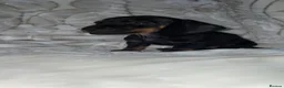 Miniature Dachshund dogs for sale: Dachshund  in Milton Keynes - Advert 8