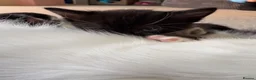 Mixed Breed cats for sale: 3 tabby 3 black and white - Advert 4