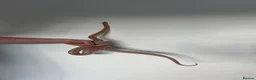 Corn Snake reptiles for sale: Male Corn Snake - Advert 2