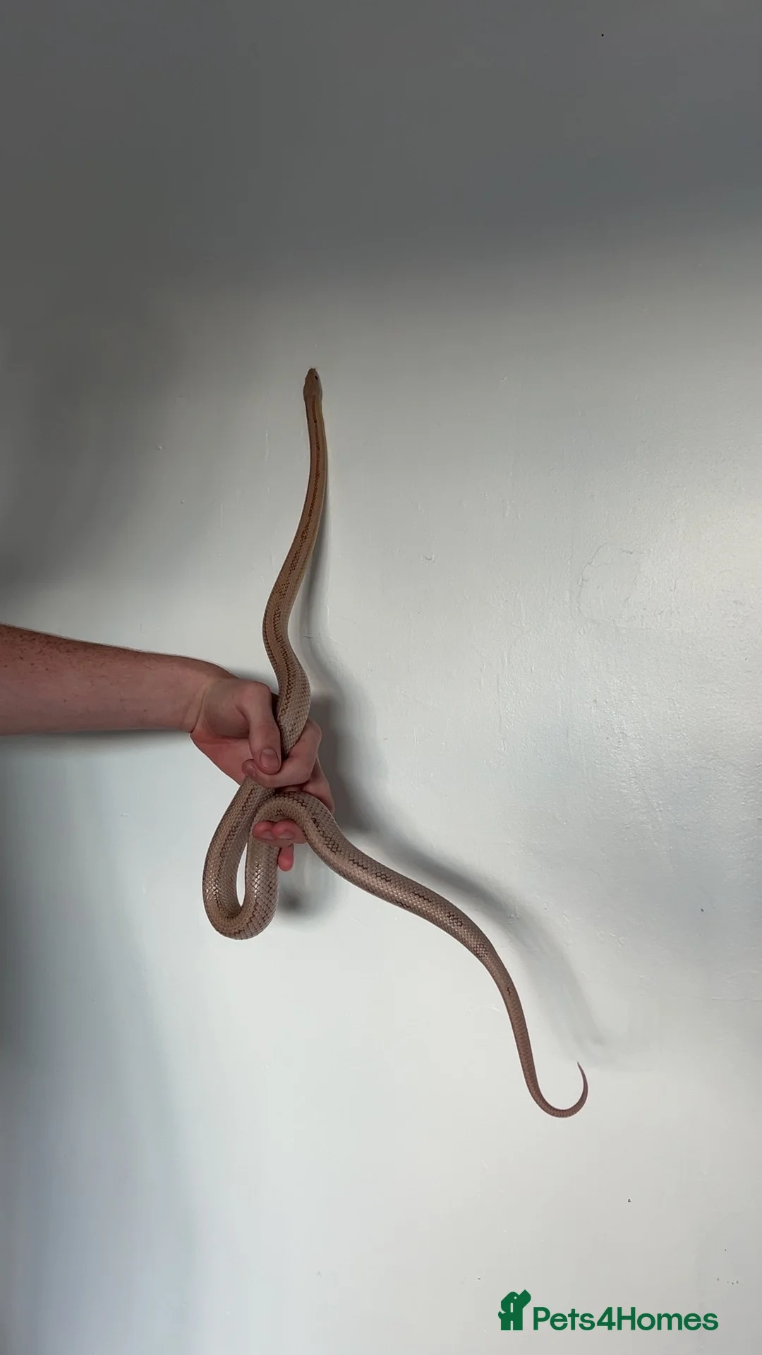 Corn Snake reptiles for sale: Male Corn Snake - Advert 2