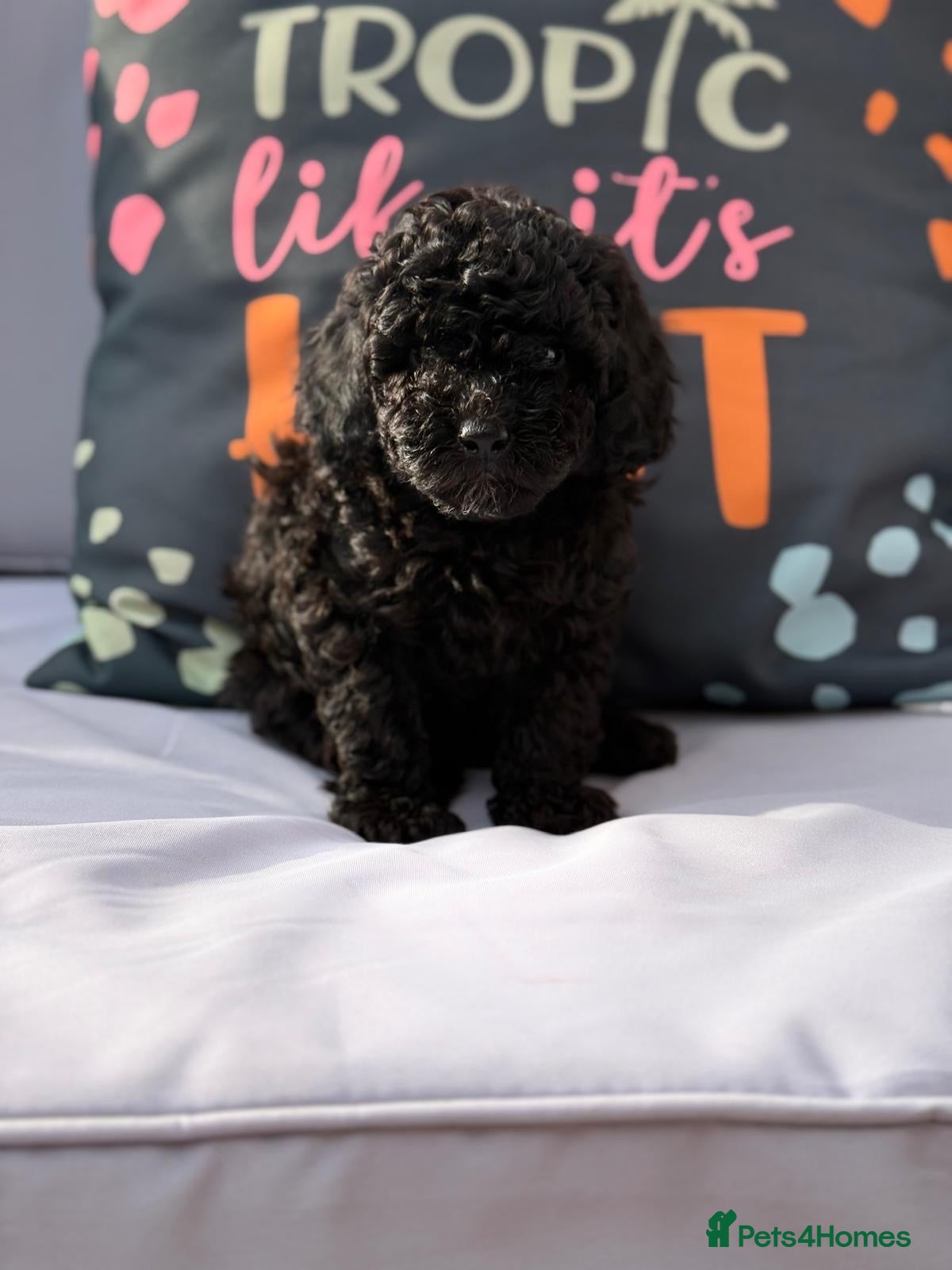 Cockapoo dogs Toy Cockapoo Puppies | DNA & Health Tested Parents - Advert 1