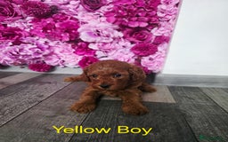 Cavapoo dogs for sale: CAVAPOO F1B RED HEALTY TESTED PARENTS - Image 6