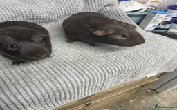 Guinea Pig rodents for sale: Chocolate Guinea Pigs - Image 3