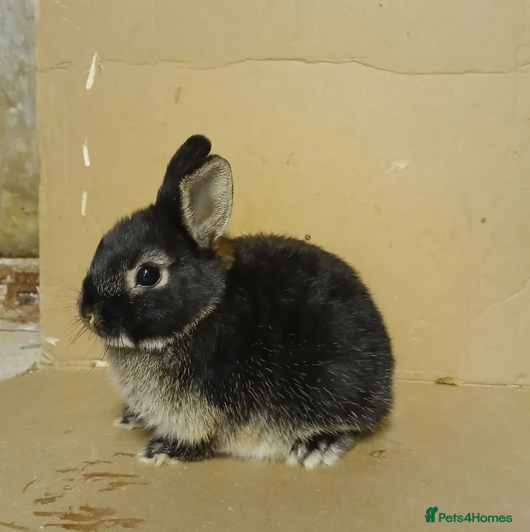 Netherland Dwarf rabbits for sale: Young Netherland Dwarf buck - Advert 2