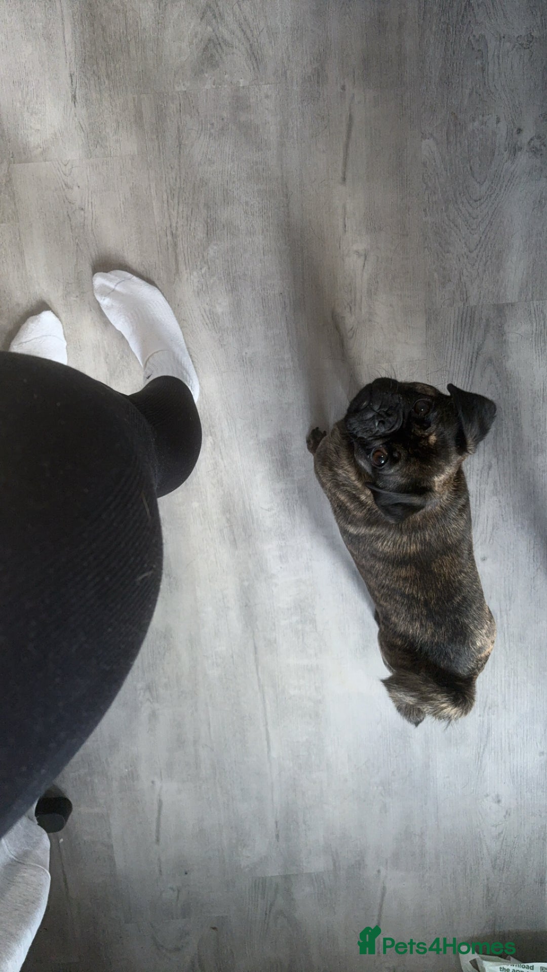 Jug dogs for sale: 3 year old jug for sale - Image 2