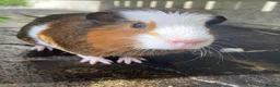 Guinea Pig rodents for sale: Guinea pigs for selling - Advert 8